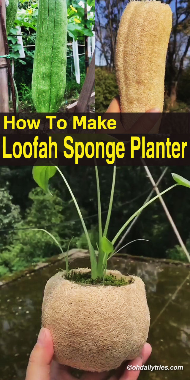 DIY Loofah Sponge Planter