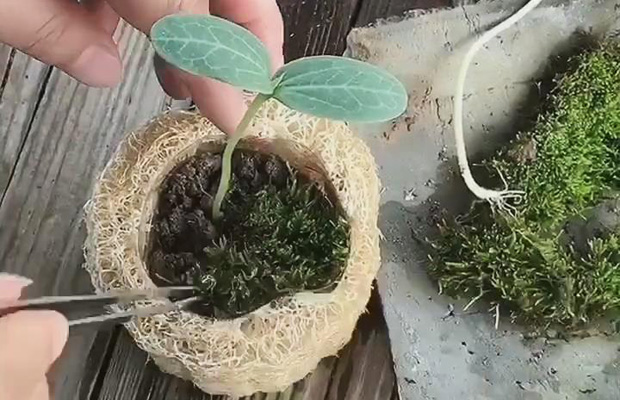 DIY Loofah Sponge Planter You Never Heard of