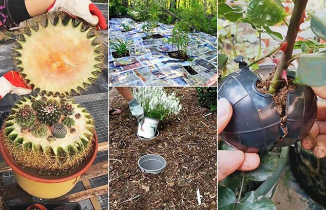 29 Ingenious Ideas for Budget Gardening