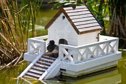 34 Free Easy To Build Diy Duck House Plans